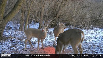 Image showing  CRUSH Concoction Granular Deer Attractant 20 lb.