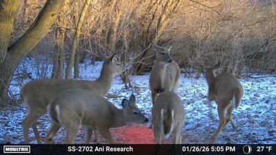Image showing  CRUSH Concoction Granular Deer Attractant 20 lb.