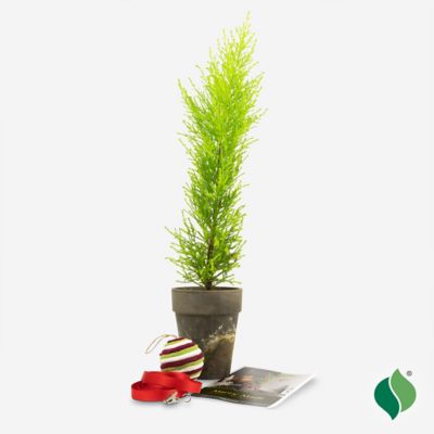 Image showing Merry Misfit Tree Kit (DIY)