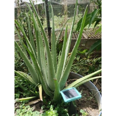 Image showing  GroStik Plant and Soil Energizer