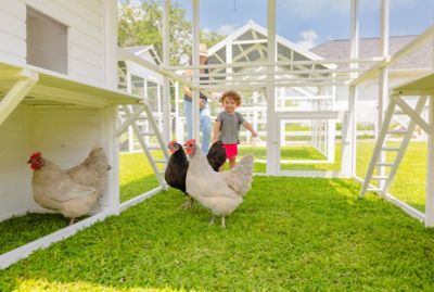 Image showing 7 th Zylina Modern Countryside Chicken Coop With Poultry Pen & Coop Connection