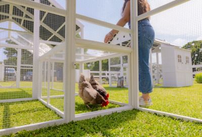 Image showing 5 th Zylina Modern Chicken Barn With Poultry Pen & Coop Connection