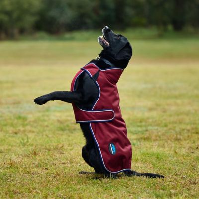 Image showing 3 th WeatherBeeta ComFiTec Premier Deluxe Waterproof Dog Coat