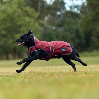 Image showing 5 th WeatherBeeta ComFiTec Premier Deluxe Waterproof Dog Coat
