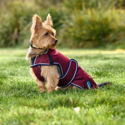Image showing 6 th WeatherBeeta ComFiTec Premier Deluxe Waterproof Dog Coat