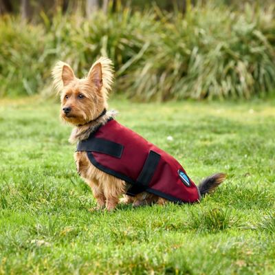 Image showing  ComFiTec Classic Waterproof Dog Coat