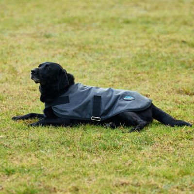 Image showing 5 th WeatherBeeta ComFiTec Classic Waterproof Dog Coat