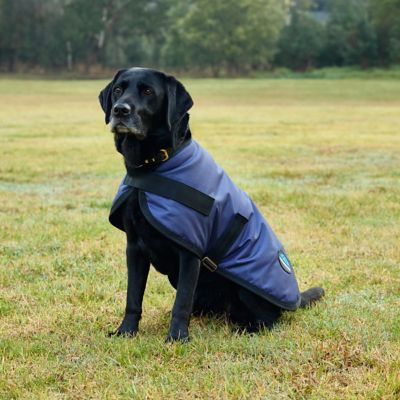 Image showing 4 th WeatherBeeta ComFiTec Classic Waterproof Dog Coat