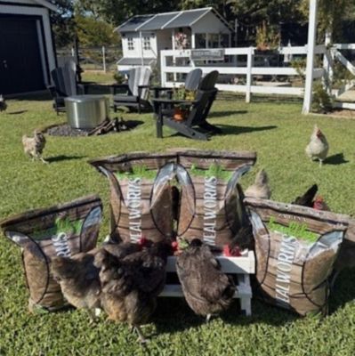 Image showing  Healthy Mealworm 5 lb. Bag for Chickens, 4 pk. (20 lb.)