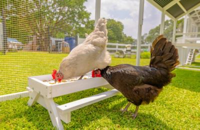 Image showing  Healthy Grubs 5 lb. Bag for Chickens, 4 pk.