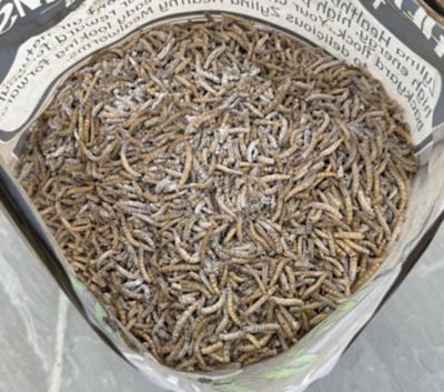 Image showing  Healthy Grubs 5 lb. Bag for Chickens With Probiotic Additive