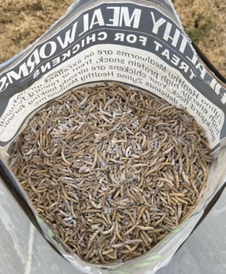 Image showing 5 th Zylina Healthy Mealworm 5 lb. Bag for Chickens with Probiotic Additive, 4 pk. (20 lb.)