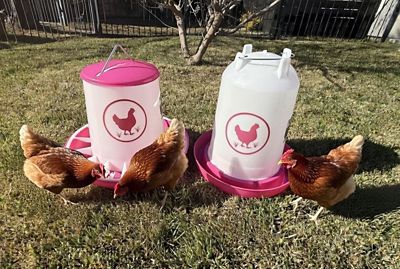 Image showing  Chicken Waterer 3.7 gal., Feeder 26 lb. Combo, Fuchsia