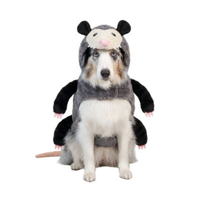 image of a Dog Clothing