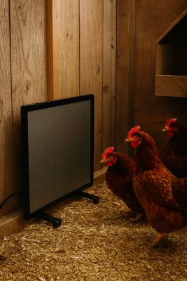 Image showing 5 th My Favorite Chicken Radiant Chicken Coop Heater