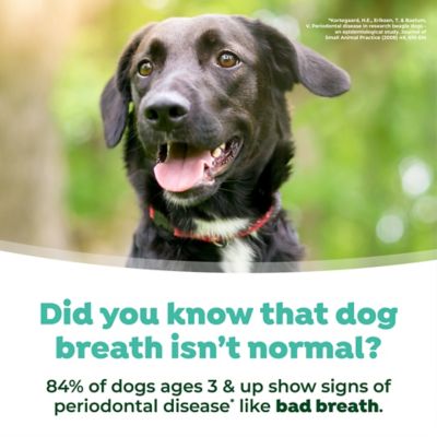 Image showing 7 th TropiClean Fresh Breath Dental Water Additive for Dogs, 8 oz.