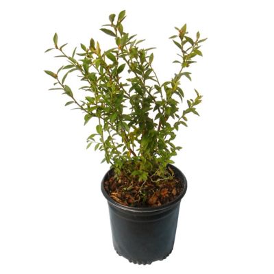 National Plant Network 1 gal. Blueberry Duke