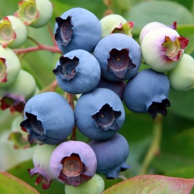 Image showing 1 th National Plant Network 1 gal. Blueberry Duke