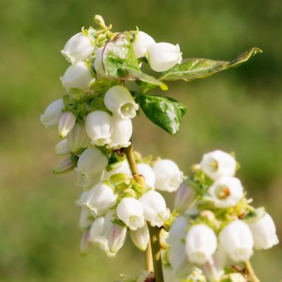 Image showing 3 th National Plant Network 1 gal. Blueberry Duke