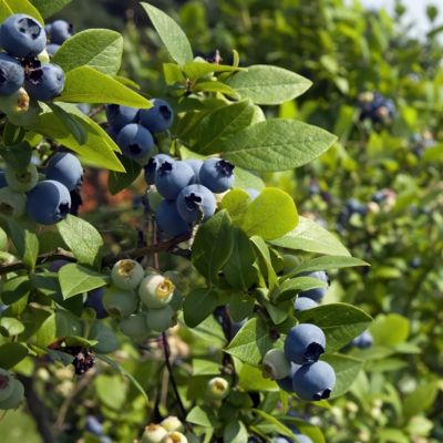 Image showing 4 th National Plant Network 1 gal. Blueberry Duke