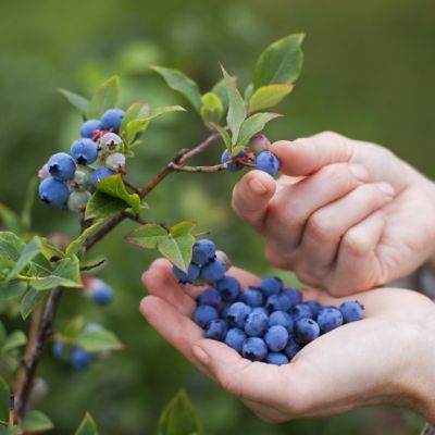 Image showing 5 th National Plant Network 1 gal. Blueberry Duke