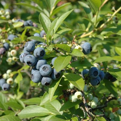 Image showing 6 th National Plant Network 1 gal. Blueberry Duke