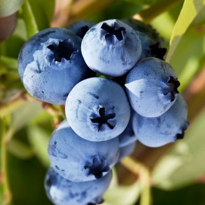 Image showing 7 th National Plant Network 1 gal. Blueberry Duke