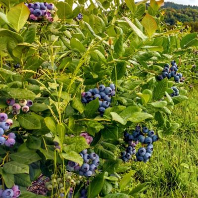 Image showing 8 th National Plant Network 1 gal. Blueberry Duke