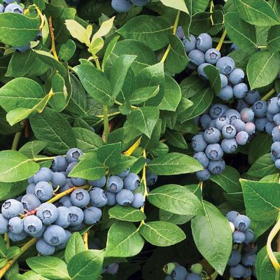 Image showing 9 th National Plant Network 1 gal. Blueberry Duke