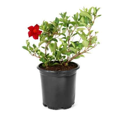 National Plant Network 1 gal. 2-in-1 Mandevilla Vine Valentine