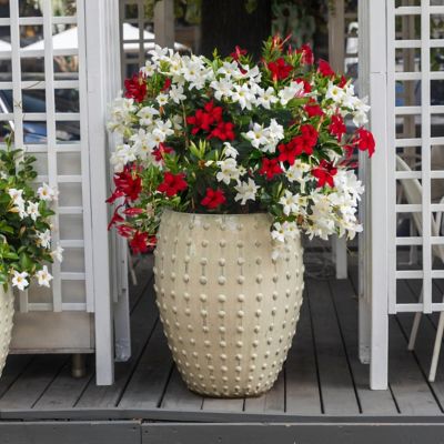 Image showing  1 gal. 2-in-1 Mandevilla Vine Valentine