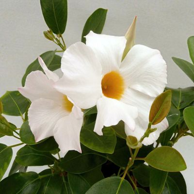 Image showing  1 gal. 2-in-1 Mandevilla Vine Valentine