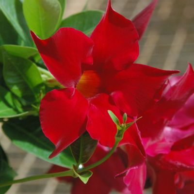 Image showing  1 gal. 2-in-1 Mandevilla Vine Valentine