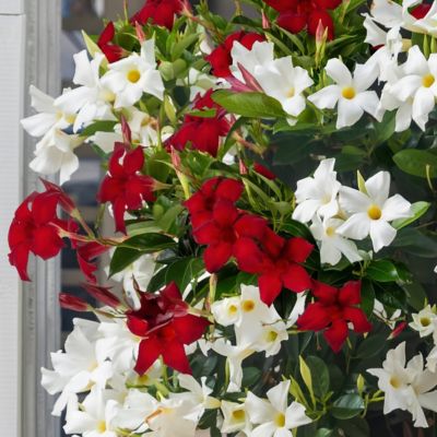 Image showing  1 gal. 2-in-1 Mandevilla Vine Valentine