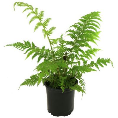 National Plant Network 1 gal. Australian Tree Fern