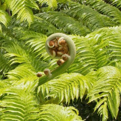 Image showing  1 gal. Australian Tree Fern