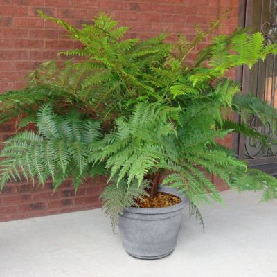 Image showing  1 gal. Australian Tree Fern