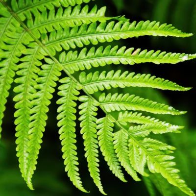 Image showing  1 gal. Australian Tree Fern