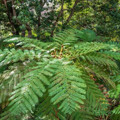 Image showing  1 gal. Australian Tree Fern