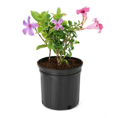 National Plant Network 1 gal. 2-in-1 Mandevilla Vine Gender Reveal