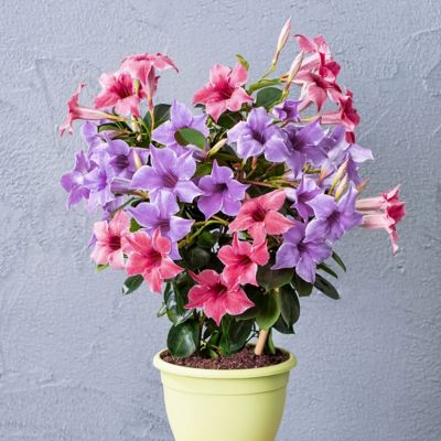 Image showing  1 gal. 2-in-1 Mandevilla Vine Gender Reveal