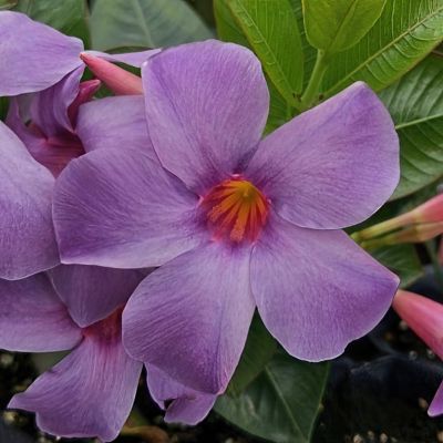 Image showing  1 gal. 2-in-1 Mandevilla Vine Gender Reveal