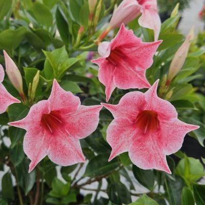 Image showing  1 gal. 2-in-1 Mandevilla Vine Gender Reveal