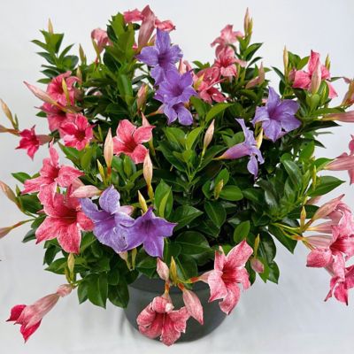 Image showing  1 gal. 2-in-1 Mandevilla Vine Gender Reveal