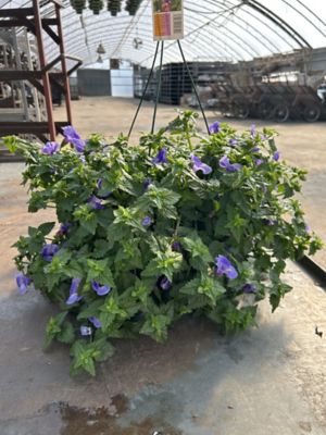 10 in. Basket Torenia