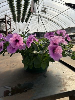 10 in. Basket Petunia