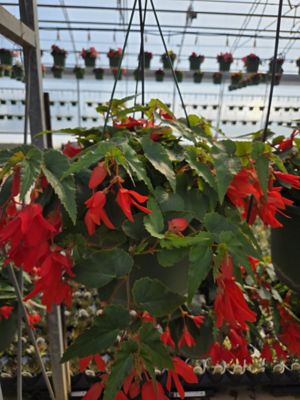 10 in. Basket Begonia Bossa Nova