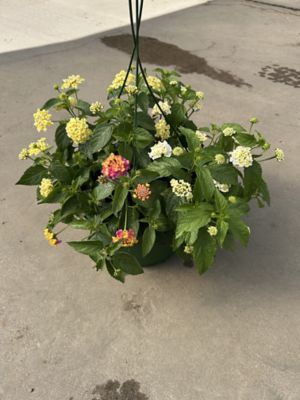 10 in. Basket Lantana