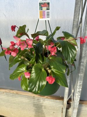 10 in. Basket Begonia Dragon Wing