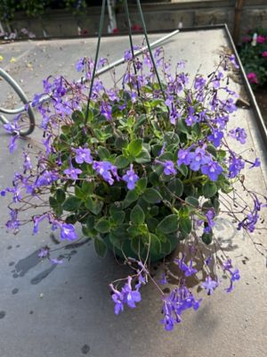 10 in. Basket Streptocarpella